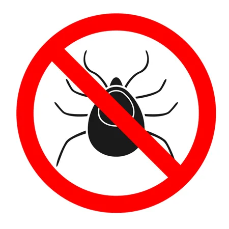 Dedetização de aranhas
