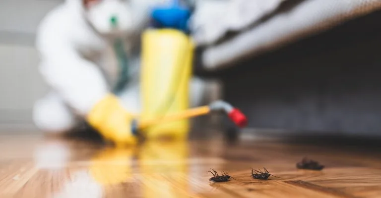 Técnico de controle de pragas aplicando produto no piso de madeira